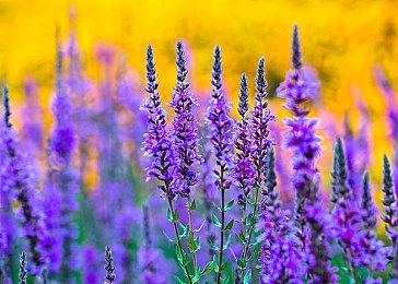 Steam每日特惠：建造模拟《小小大工坊》4折史低